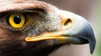 Eagle Eye