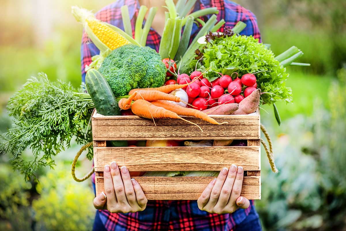 Farmer woman holding wooden box full of fresh raw vegetables. Basket with vegetable (cabbage, carrots, cucumbers, radish, corn, garlic and peppers) in the hands., Farmer woman holding wooden box full of fresh raw vegetables. Ba